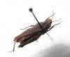 Tetrix subulata
